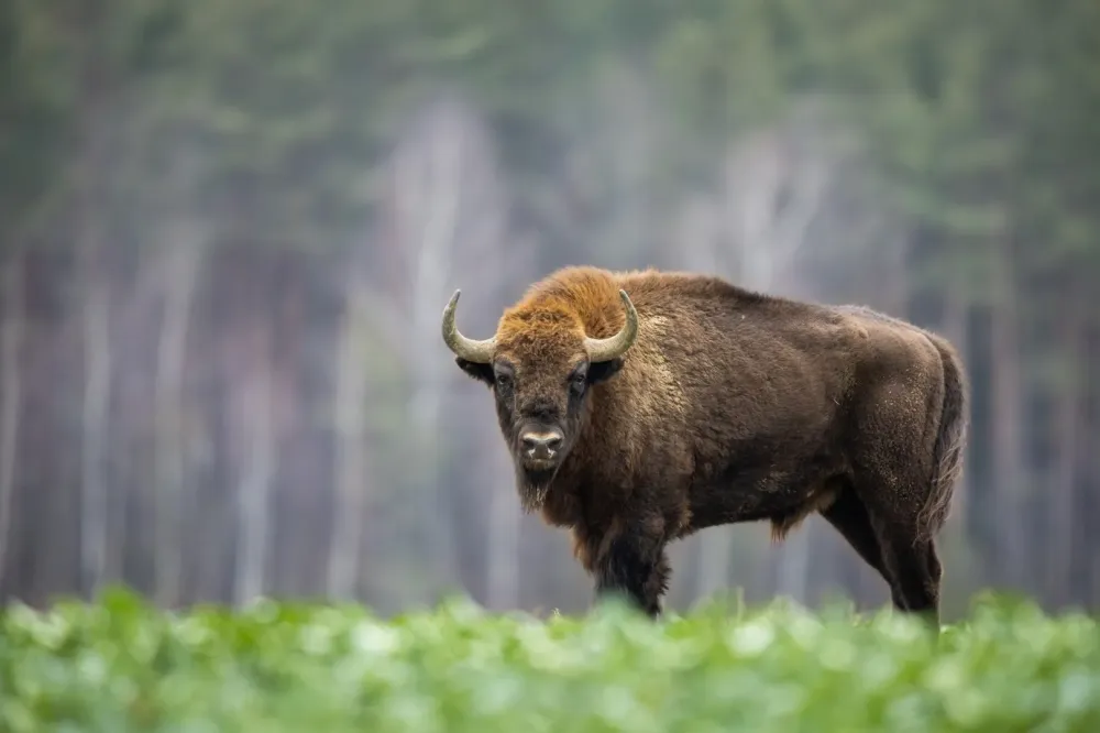 Viande de bison à Autrans-Méaudre-en-Vercors